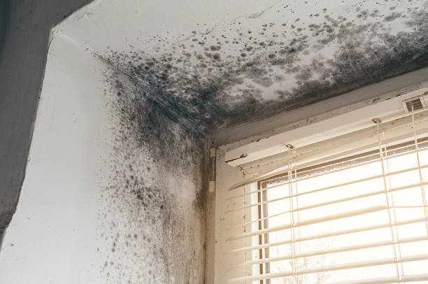 Affordable Crawl Space Mold Remediation solutions in Hudgins, VA